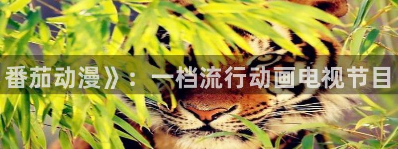 里番动画推荐：番茄动漫》：一档流行动画电视节目